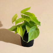 Philodendron Cordatum Neon