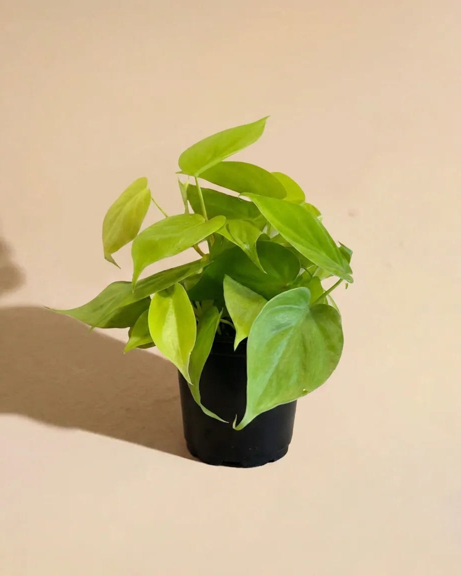 Cordatum Neon