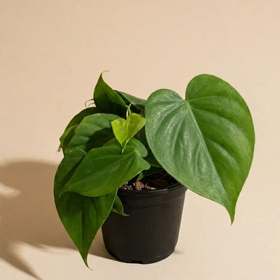 Philodendron Cordatum Green