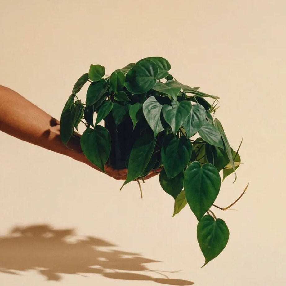 Medium trailing Philodendron Cordatum Green held up to show its hanging vines