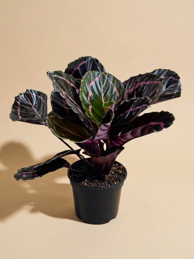 Calathea Dottie