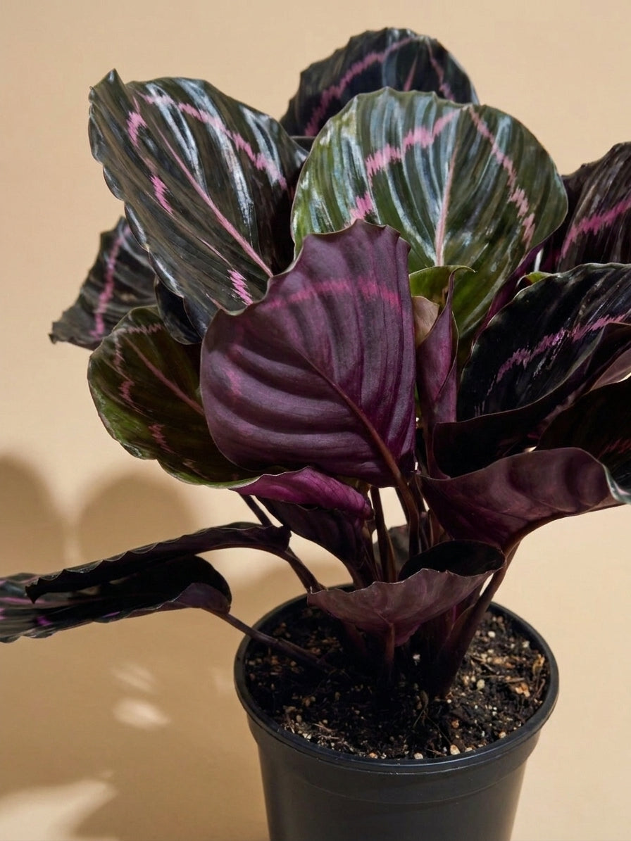 Calathea Dottie