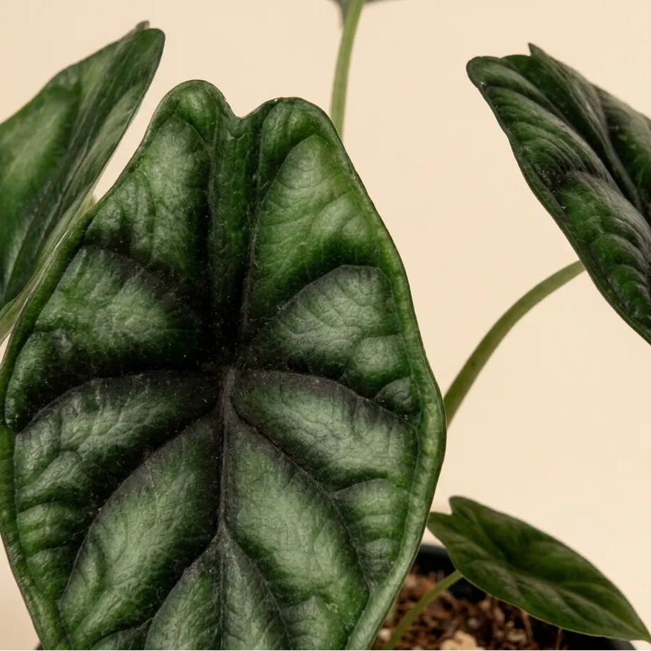 Alocasia Dragon Scale