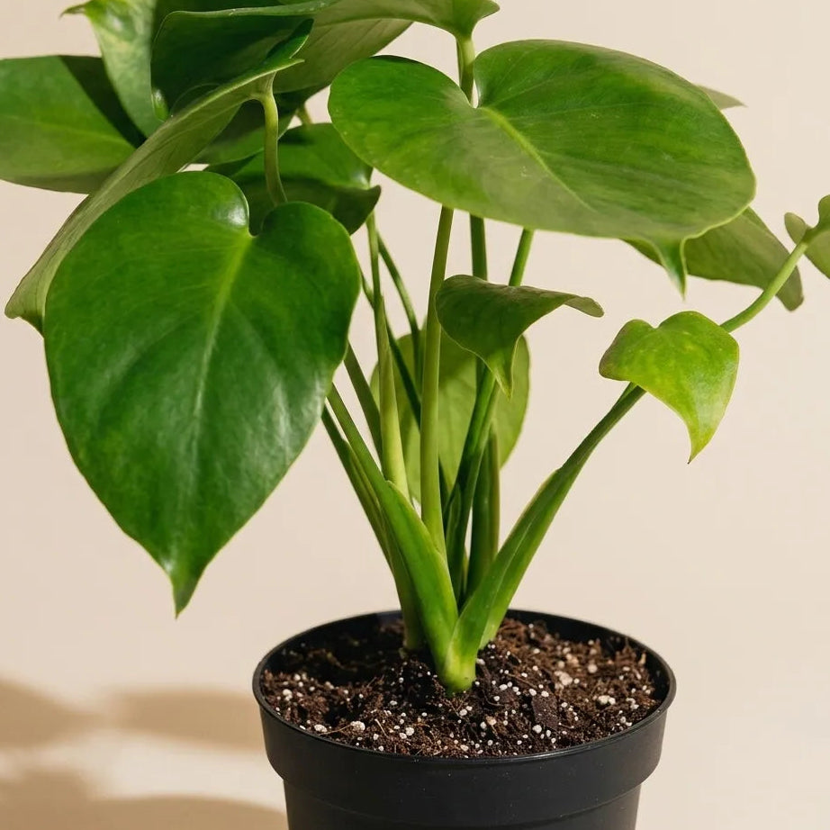 Monstera Deliciosa