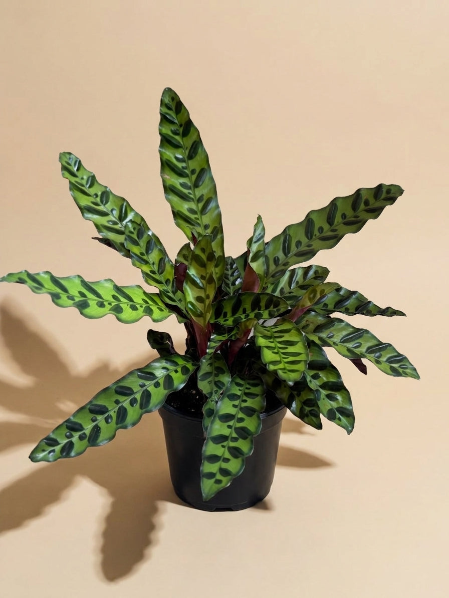 Calathea Lancifolia