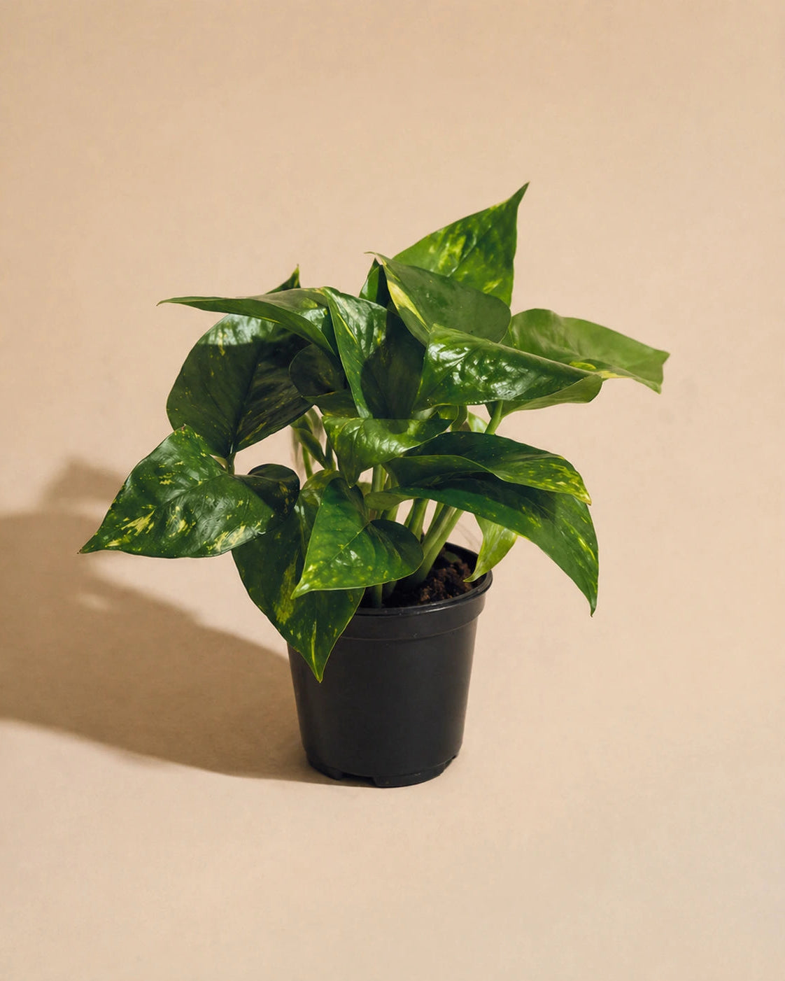 Golden Pothos