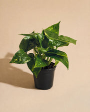 Golden Pothos