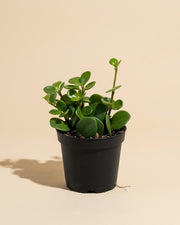 Peperomia Hope