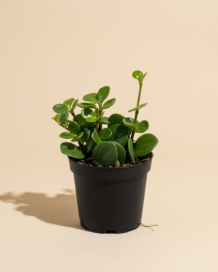 Peperomia Hope