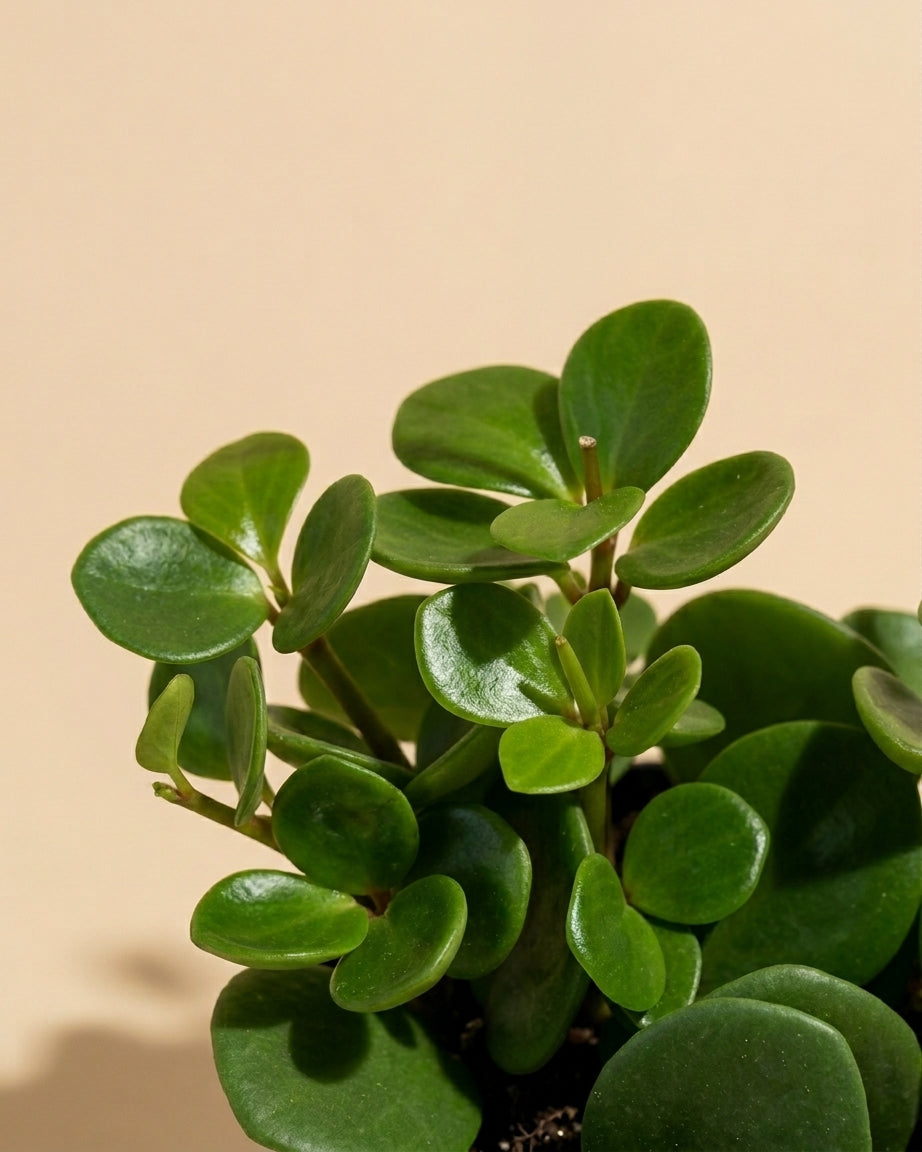 Peperomia Hope