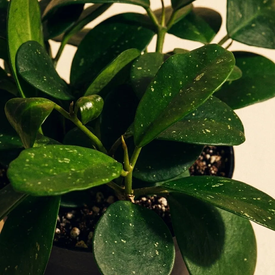 Hoya Obovata