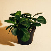 Hoya Obovata