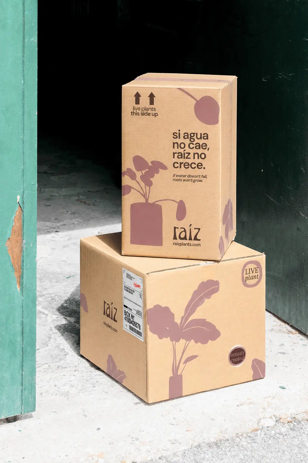 Raiz