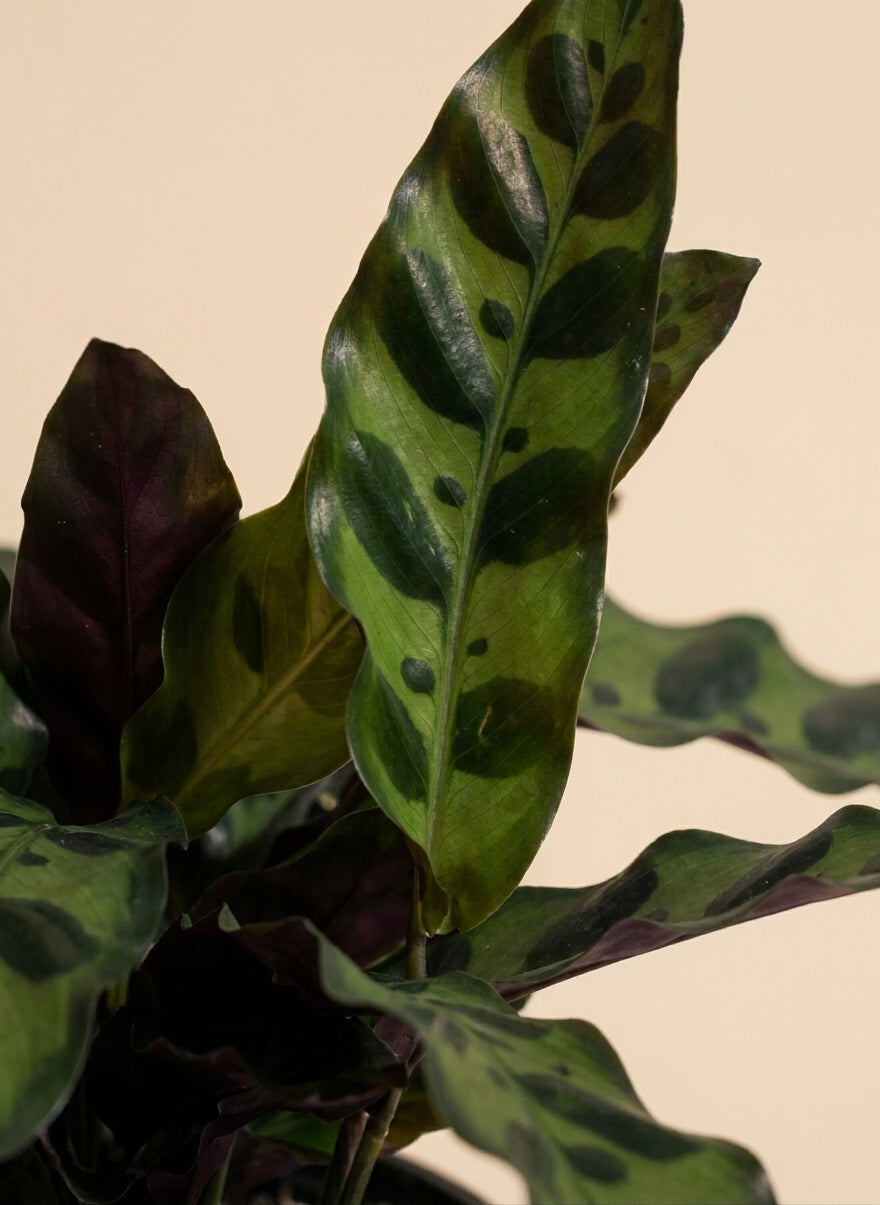 Calathea Lancifolia