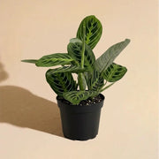 Maranta Lemon Lime