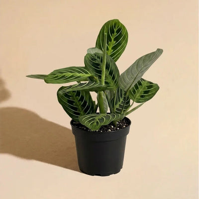 Maranta Lemon Lime