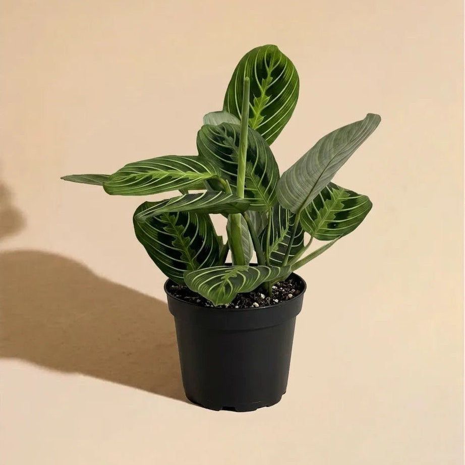 Maranta Lemon Lime