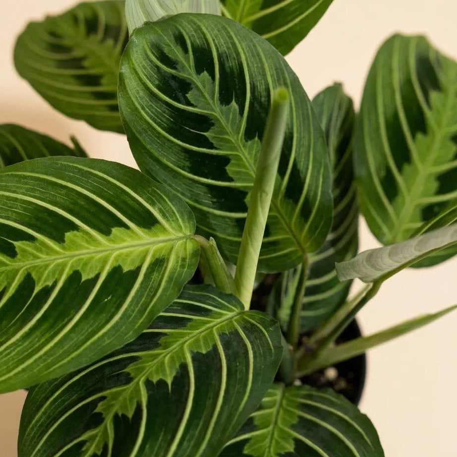 Maranta Lemon Lime