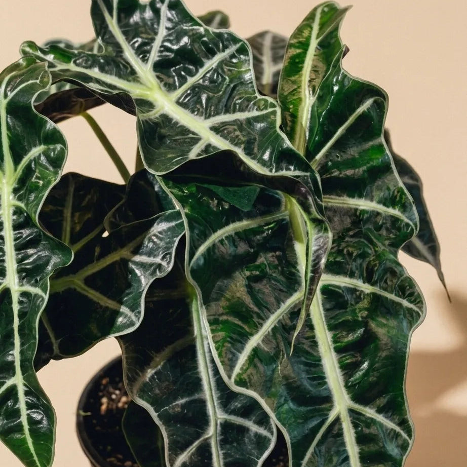 Alocasia African Mask