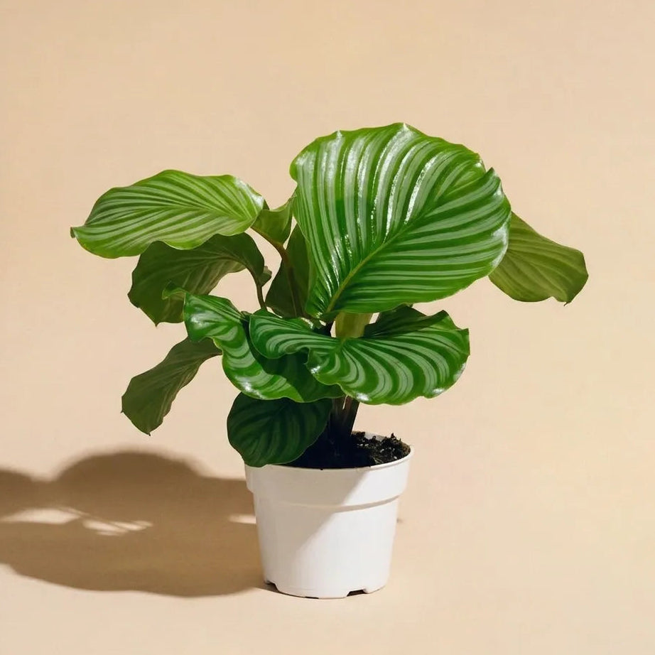 Calathea Orbifolia