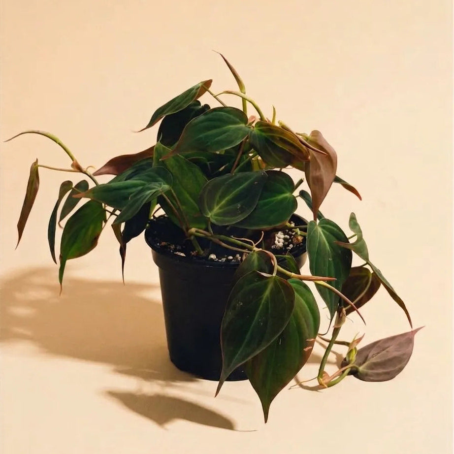 Philodendron Micans