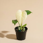 Monstera Mint