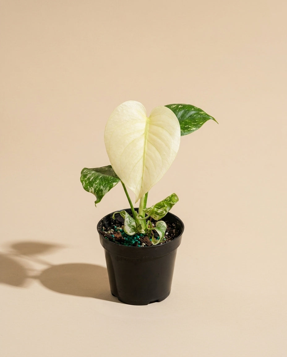 Monstera Mint