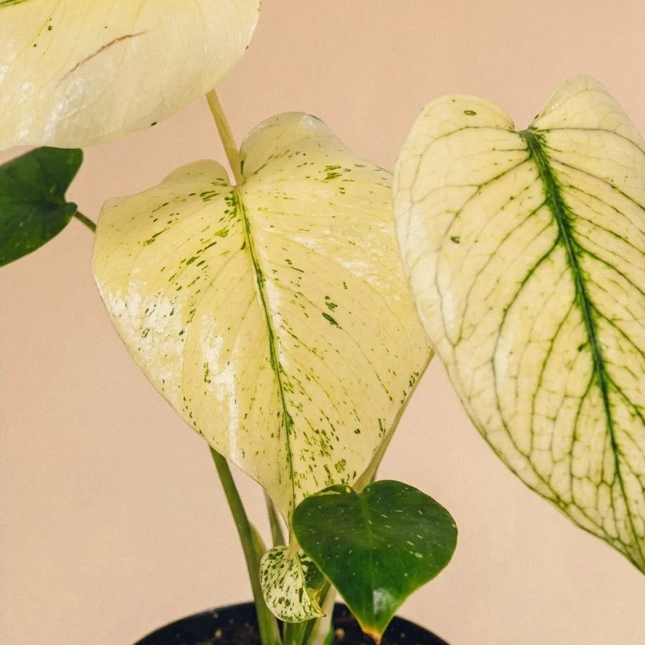 Monstera Mint