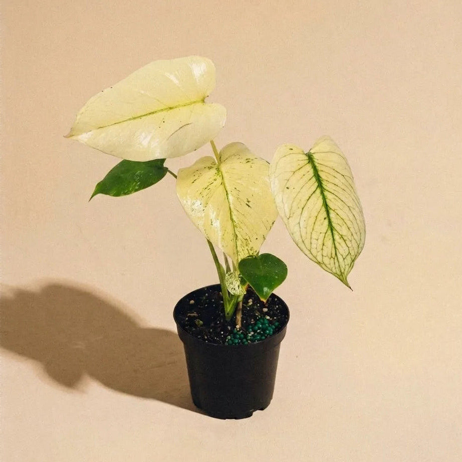 Monstera Mint