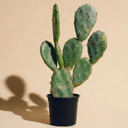 Nopal (Prickly Pear)