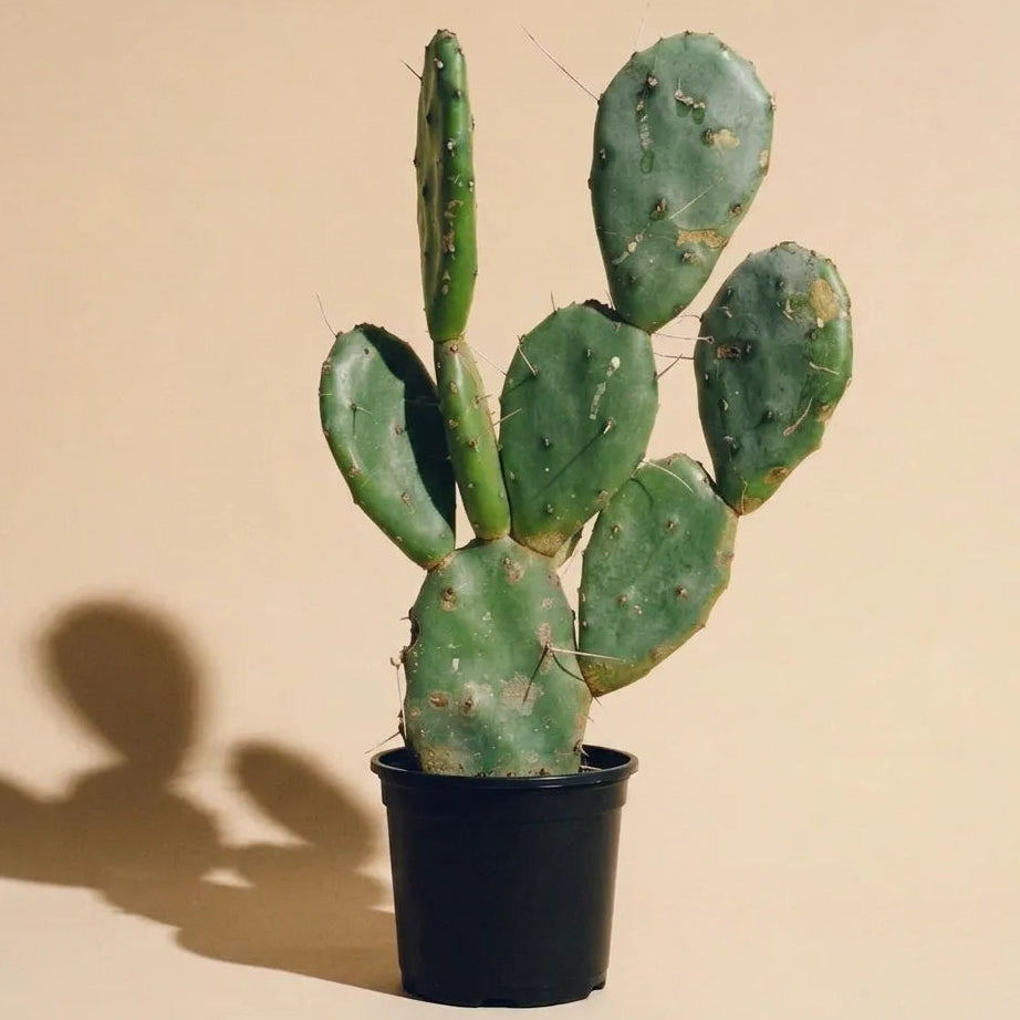 Nopal (Prickly Pear)