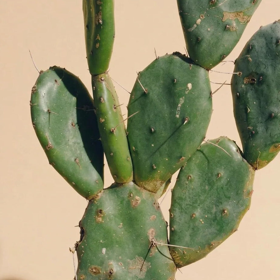 Nopal (Prickly Pear)