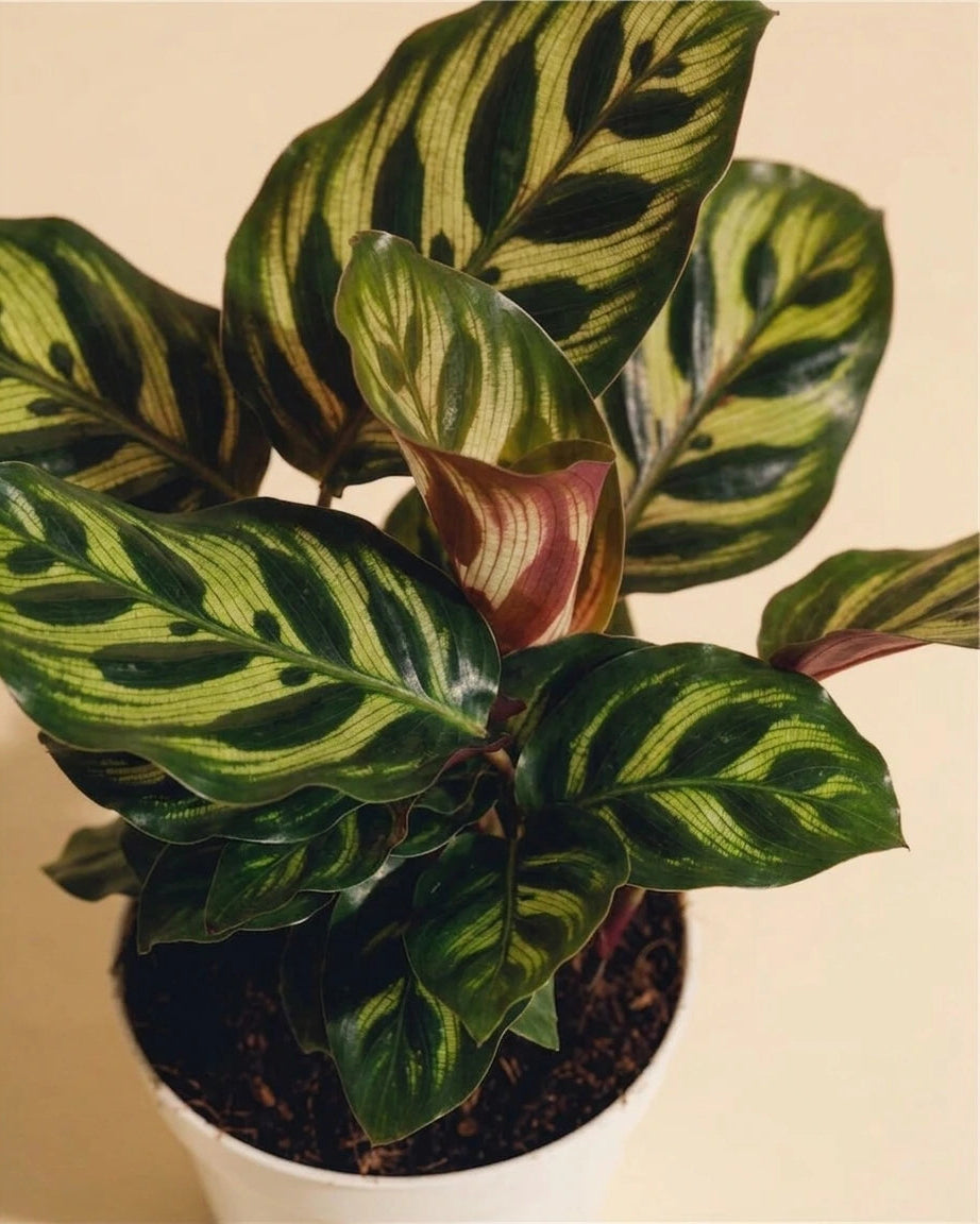 Calathea Peacock