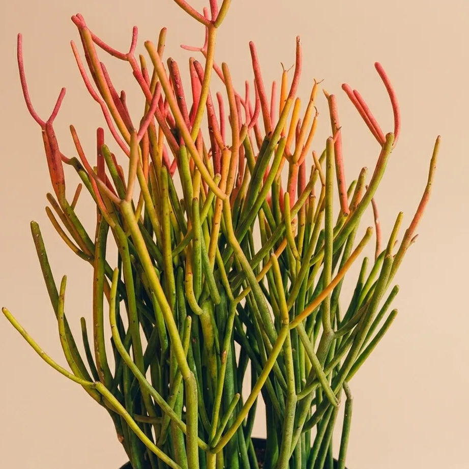 Pencil Cactus Firestick