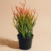 Pencil Cactus Firestick