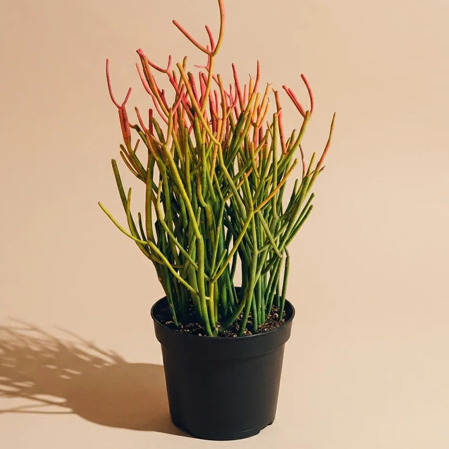 Pencil Cactus Firestick