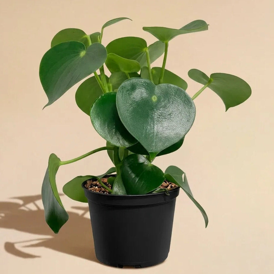 Peperomia Raindrop