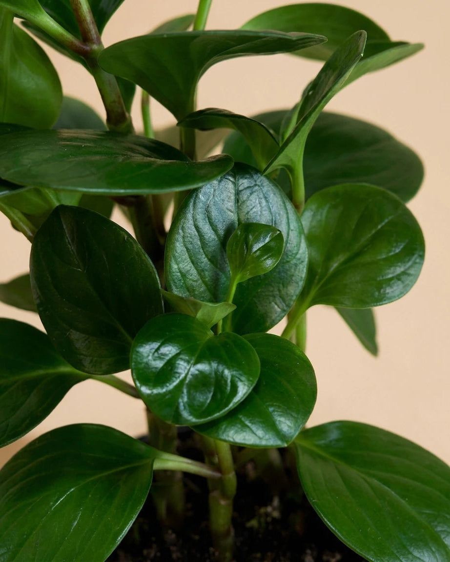Peperomia Green
