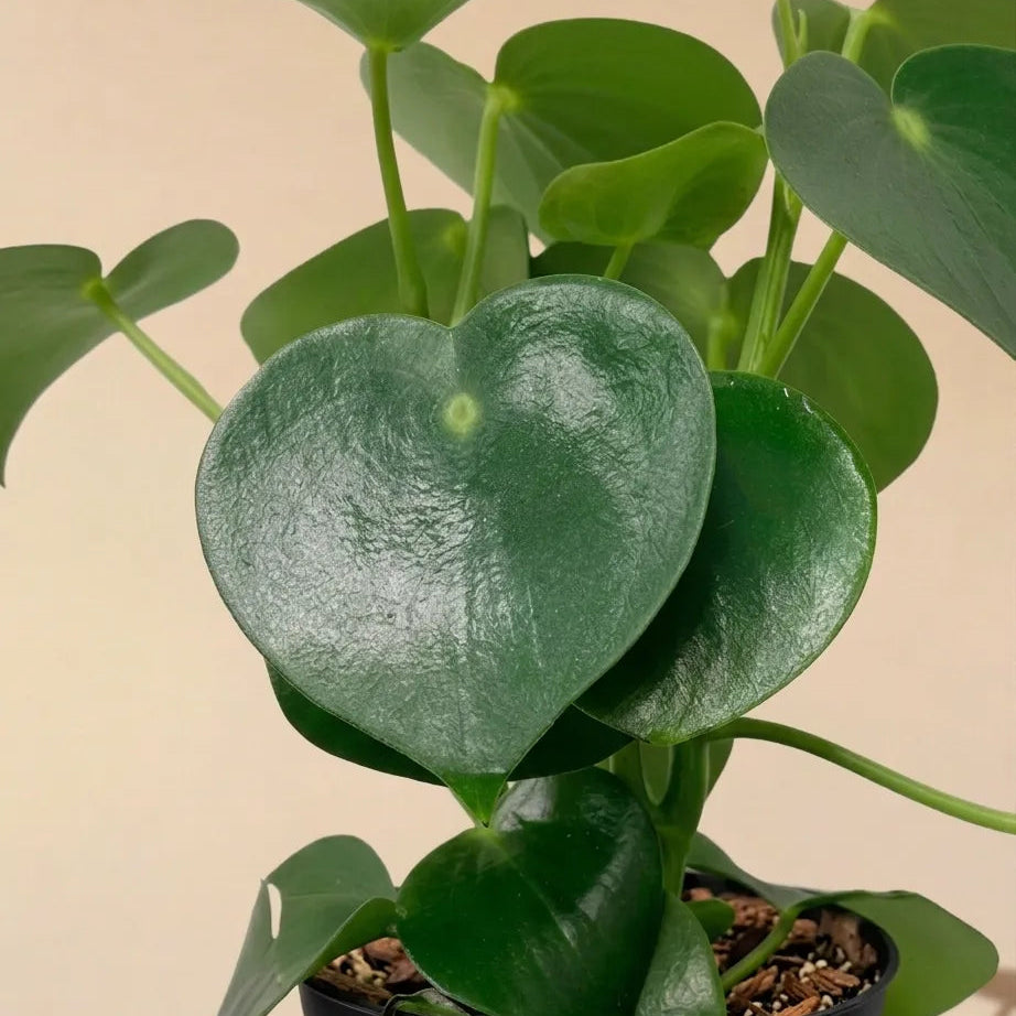 Peperomia Raindrop