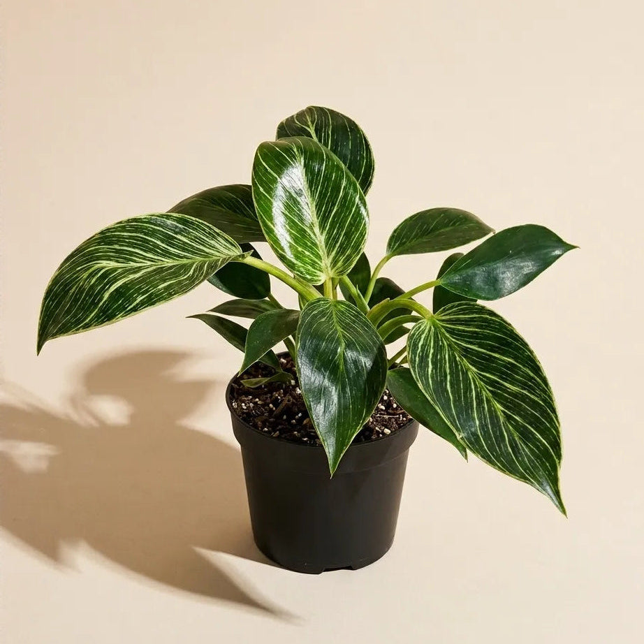 Philodendron Birkin