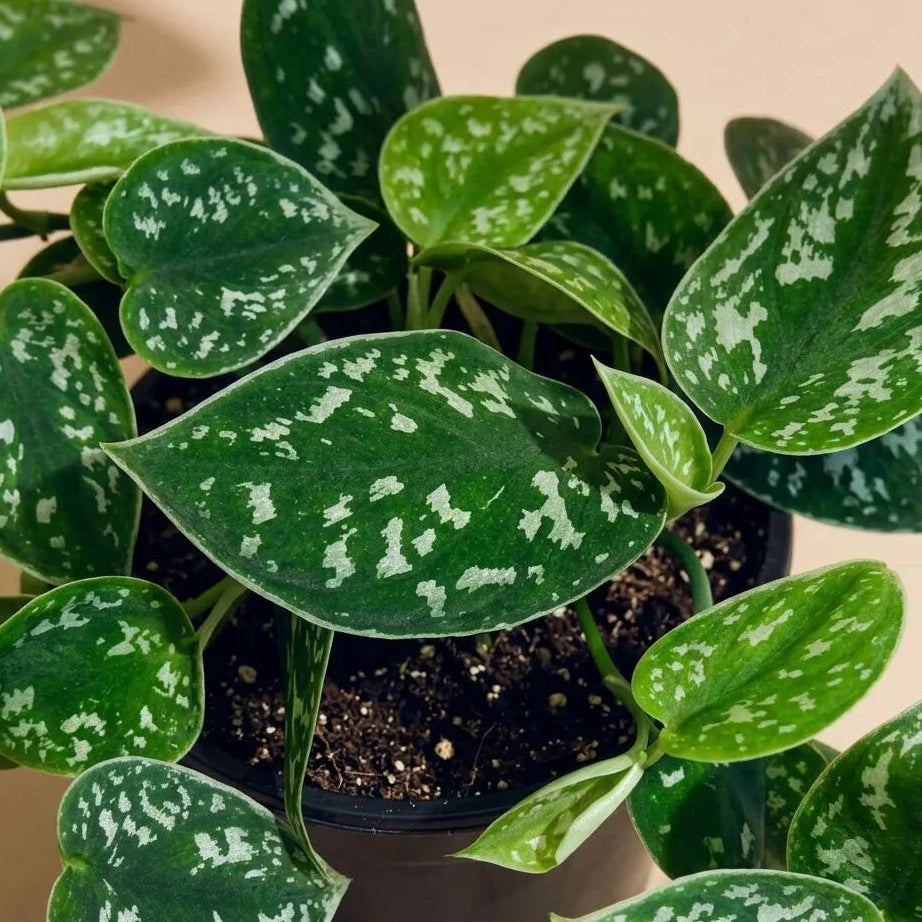 Pothos Pictus Satin