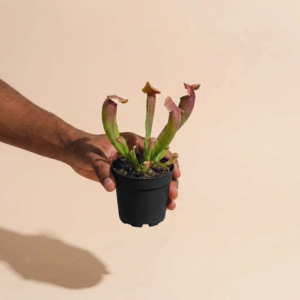 Pitcher Plant 'Sarracenia Hybrid'