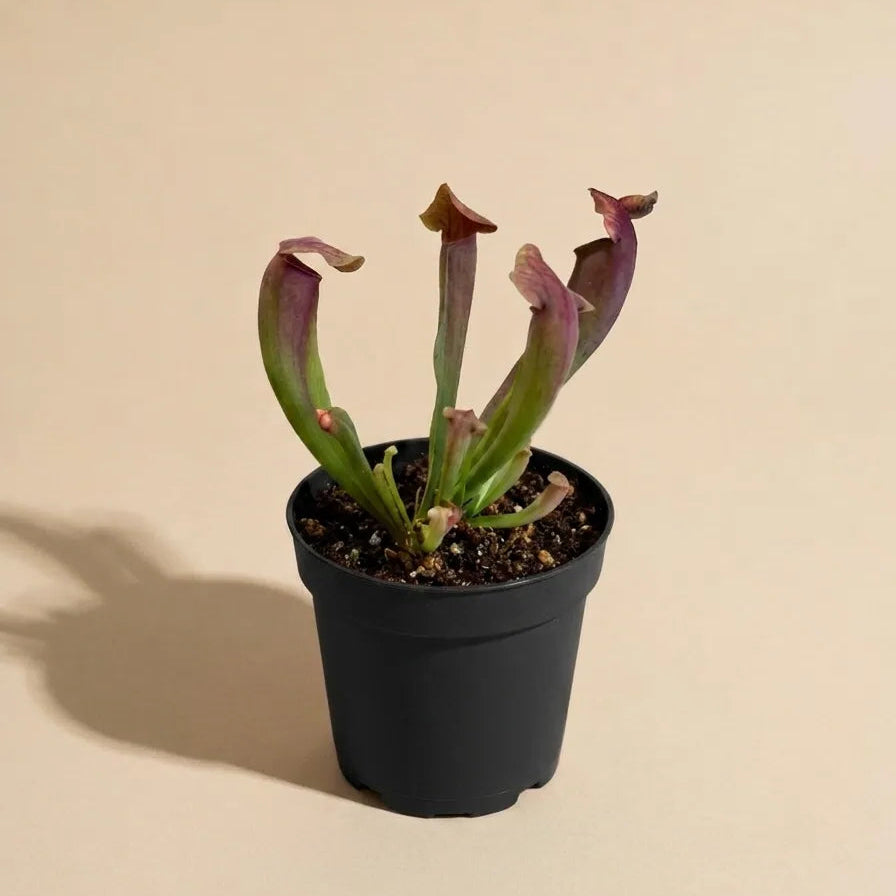 Pitcher Plant 'Sarracenia Hybrid'