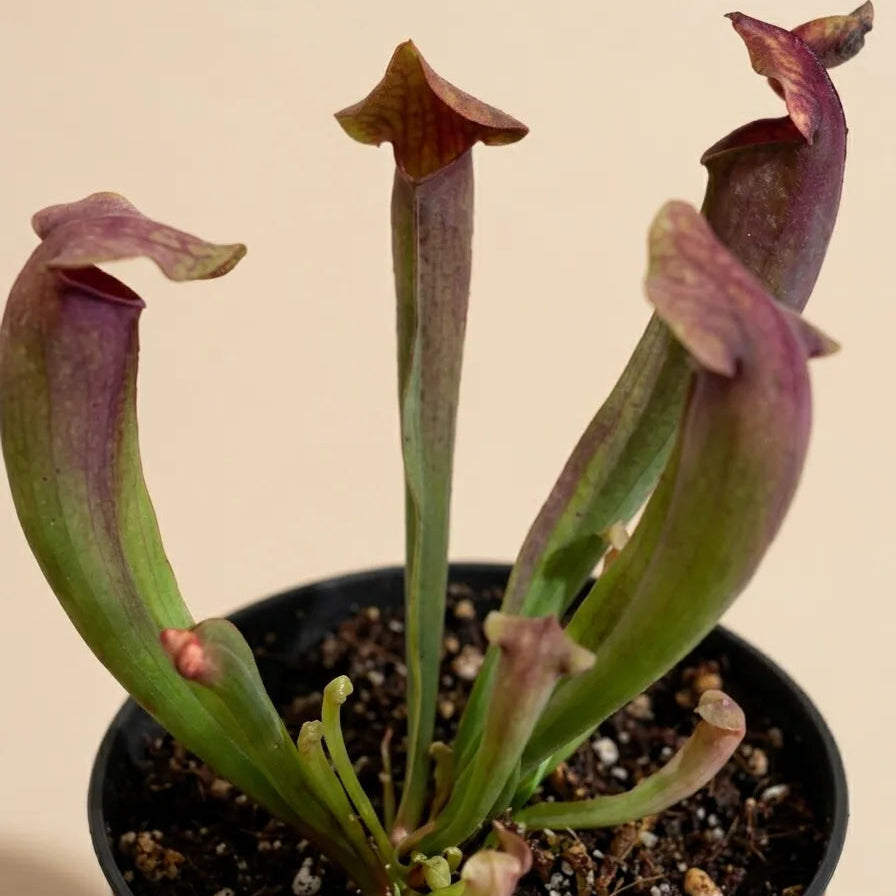 Pitcher Plant 'Sarracenia Hybrid'
