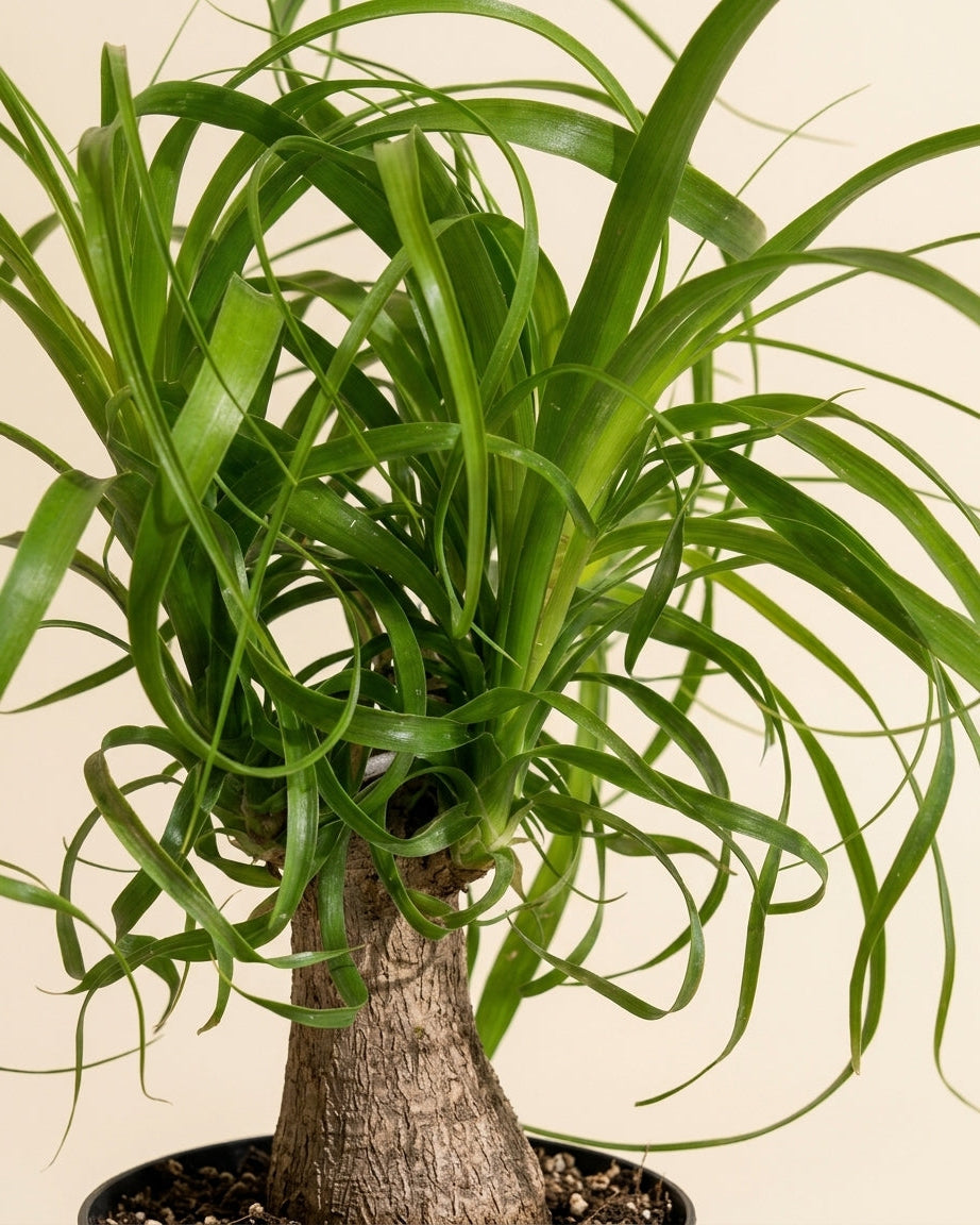 Ponytail Palm Stump