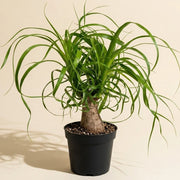 Ponytail Palm Stump