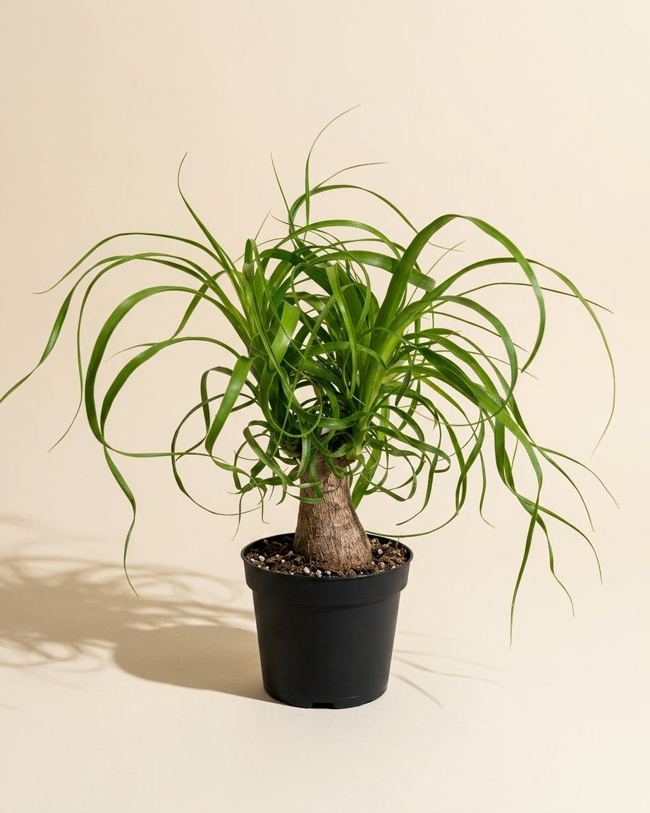 Ponytail Palm Stump