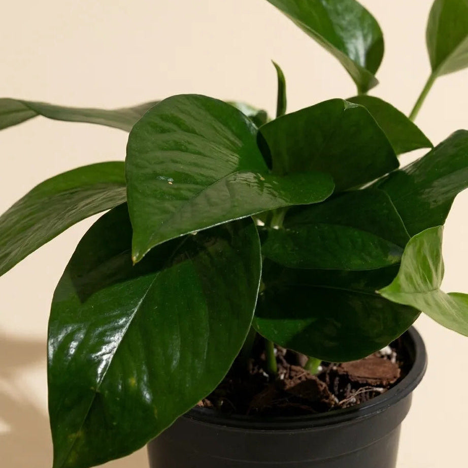 Potted close up photo of pothos with large green leaves on a beige background