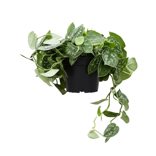 Satin Pothos