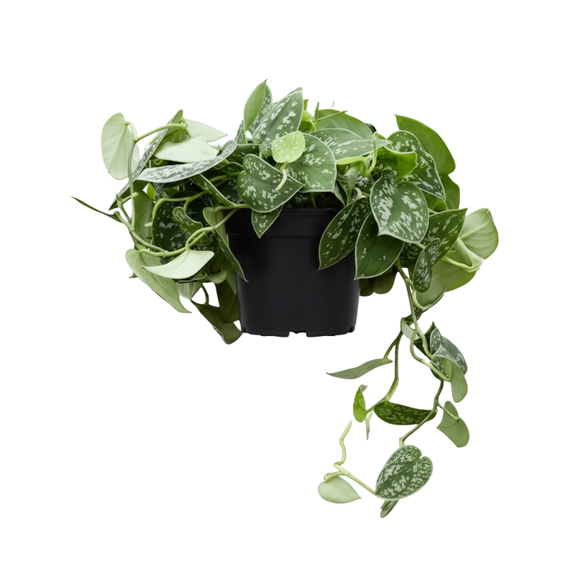 Satin Pothos